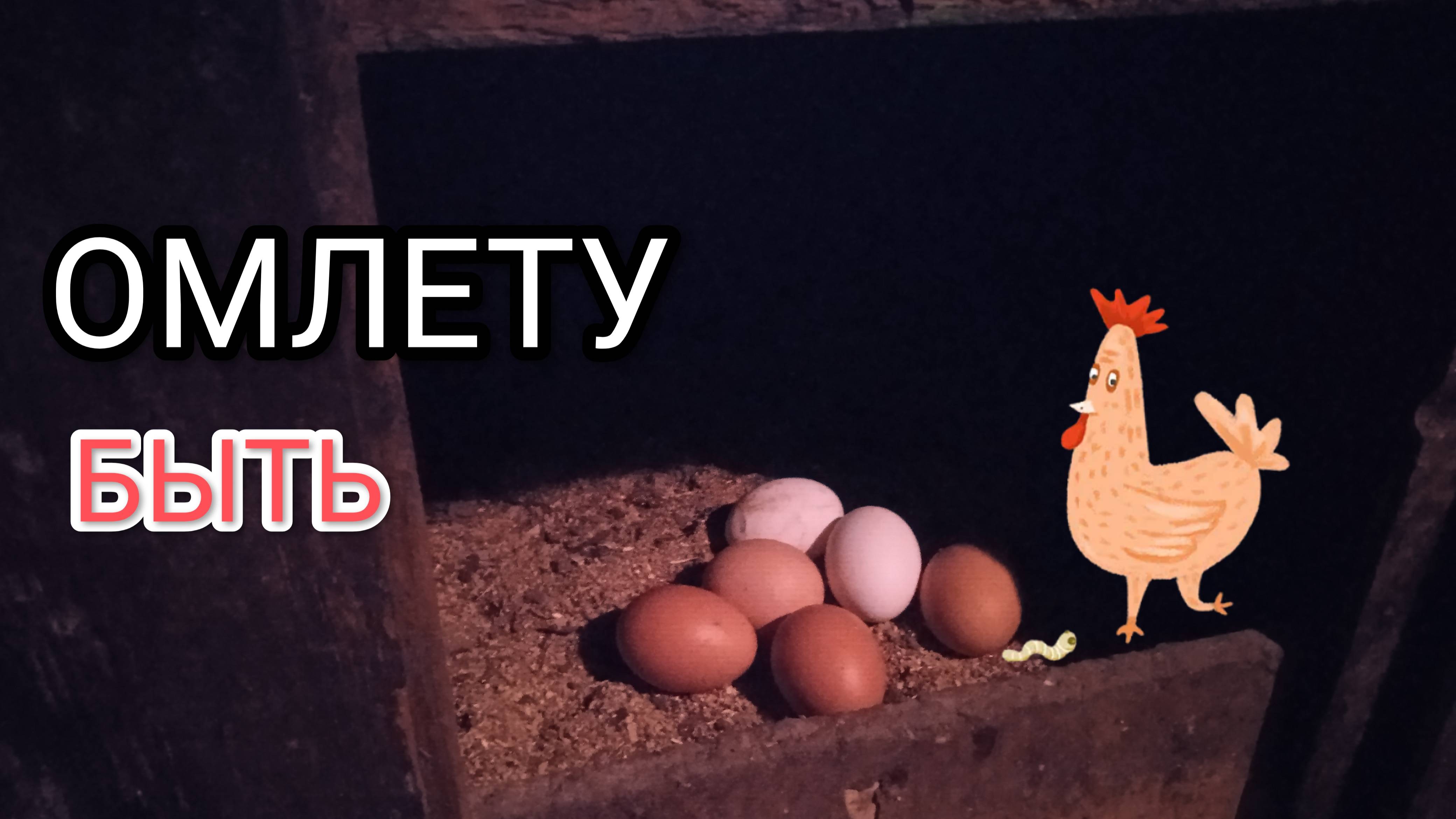 Куры-несушки несутся стабильно после того как получили все необходимое