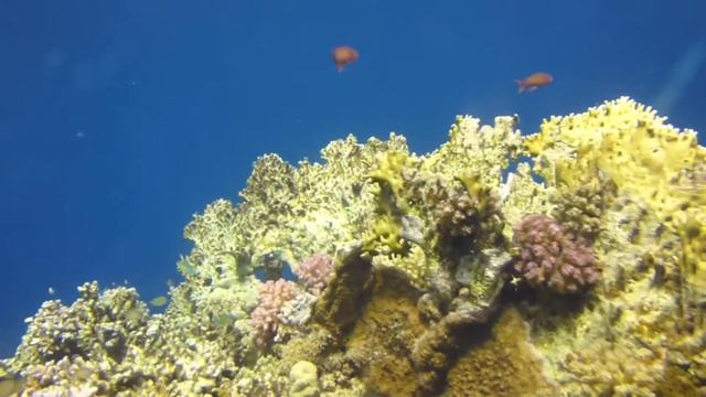 Scuba Diving Marsa Alam 1080p Full HD смотреть онлайн