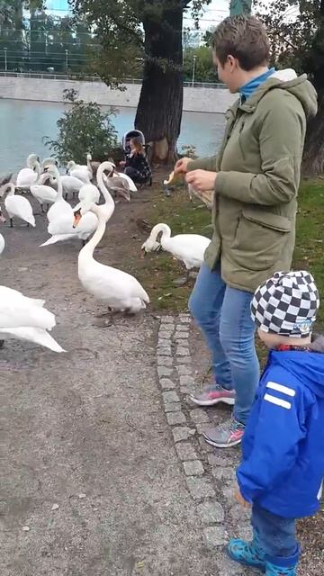 Мини Влог:Гуляем с лебедями :) смотреть онлайн