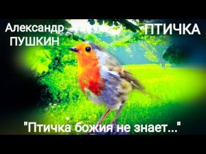 Александр Пушкин "Птичка божия не знает..." Читает Павел Морозов (учи стихи легко)