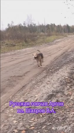Русская гончая Аргон вл. Шатров В.А. #собака #животные #охотасгончей #собаки #hunting  #топ
