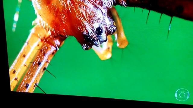 A caçada!! Aranha Inteligente!! смотреть онлайн