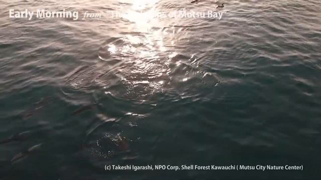 Early Morning- Mutsu Bay Dolphin Research- Pacific White-sided Dolphins in Japan смотреть онлайн