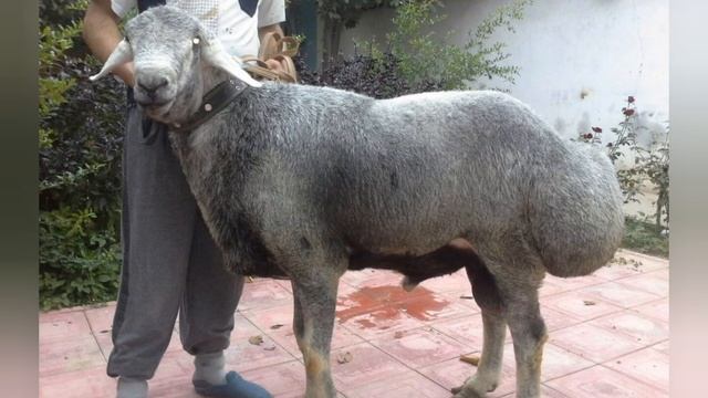 Гиссарские овцы с большим ЗАДОМ