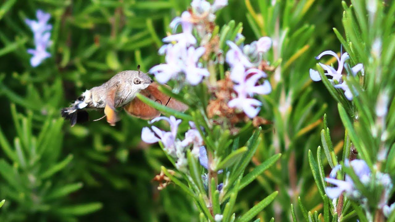 Бражник-языкан (Macroglossum stellatarum). Не птичка, а бабочка, хотя и похож на колибри