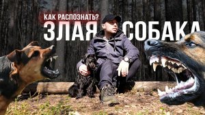 Агрессивная или Добрая? Как распознать собаку?
