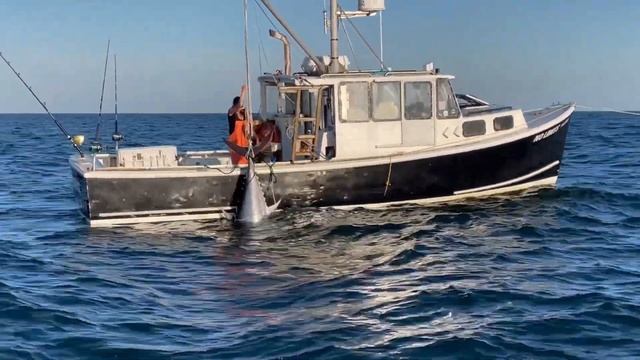 No Limits on Wicked Tuna смотреть онлайн