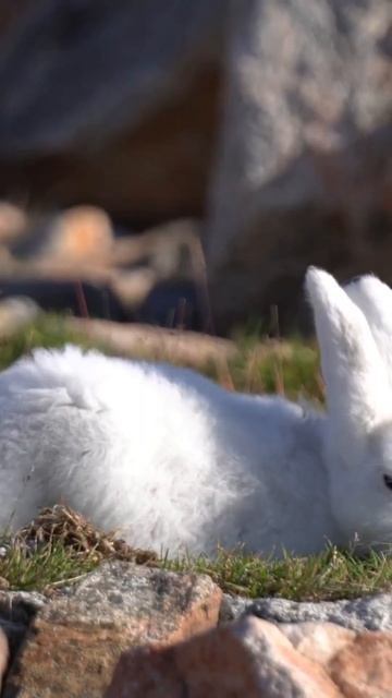 Animal Encounter Arctic Hare  🐇 #Adaptability #Resilience #ArcticHare #BundleOfEnergy смотреть онлайн
