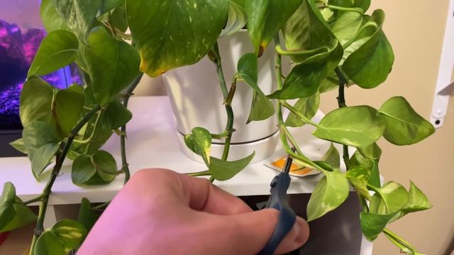 Growing Golden Pothos + Java Moss in my Self-Sustained Aquarium | No CO2, No Filter, No Ferts
