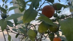 Кумквати Обовата,Маргарита, мандаринкват Індіо, лаймкват Таварес , Рангпур , дегустація.