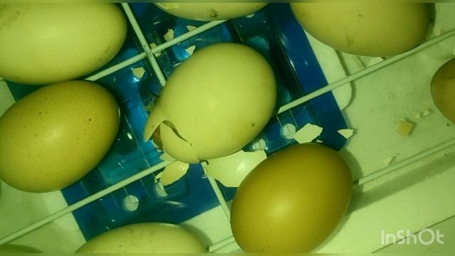 Рождение цыплёнка (весь процесс)
