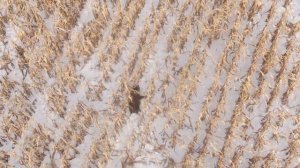 Охота на кабана 2023#автомат Калашникова ТР-3#снято с птичьего полета