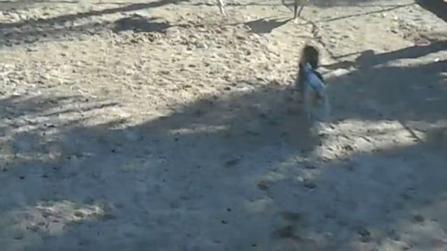 Обезьянки на собаках, заезд первый смотреть онлайн