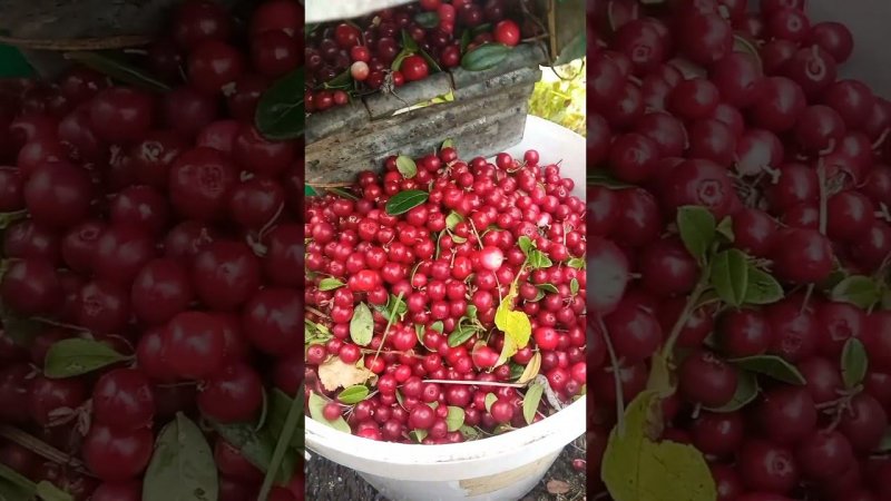 брусника собранная