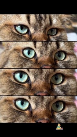 Красивые глазки!💚 Каким цветом ваши глаза?😻  #котик #фотоглаз #тренд