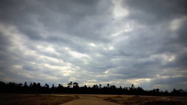 polistinae insect Video смотреть онлайн