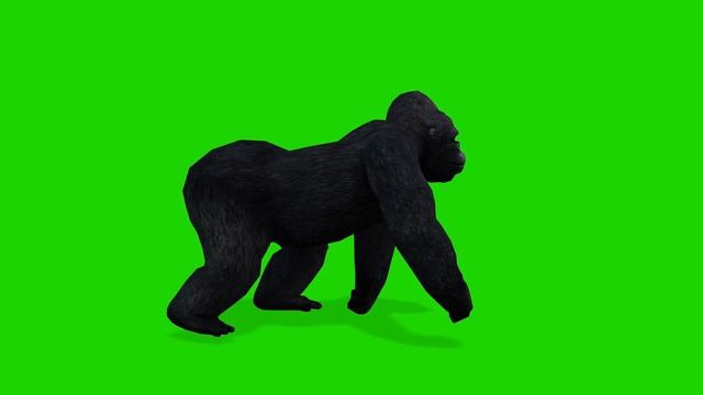 Green Screen Gorilla Animated Monkey Jungle Animals | No Copyright | Free To Use #greenscreen смотреть онлайн