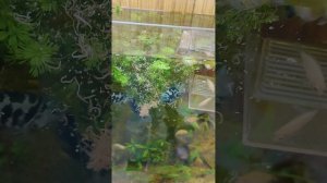 Ещё один обычный день на разводне, кормим рыбку и наблюдаем за ней