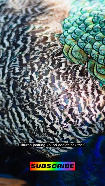 FAKTA UNIK KOLIBRI смотреть онлайн