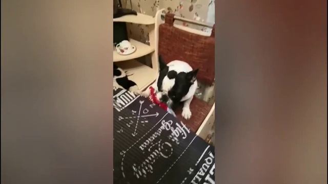 Сало в шоколаде смотреть онлайн