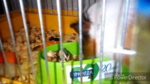 Что такое попкорнинг?\Как радуются морские свинки?