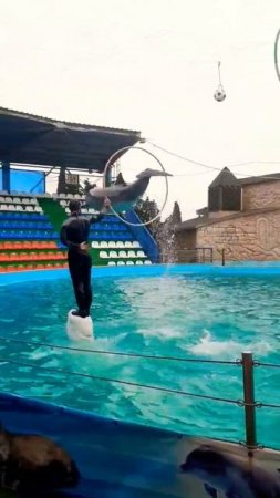 Дельфин делает трюки в Адлерском дельфинарий