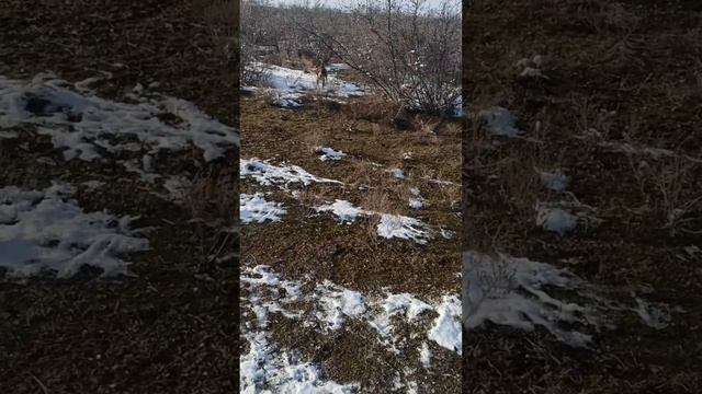 Огромный заяц! Охота с Русскими и Пасавскими гончими собаками. смотреть онлайн