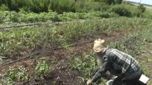 Прополка лука и иного  17 07 2024