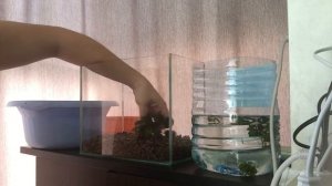 Тепличка (полюдариум) для анубиаса