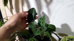 Пеперомия клузиелистная + обзор всех пересаженных новинок | 23.04.24 Растения под ОБЫЧНОЙ лампой