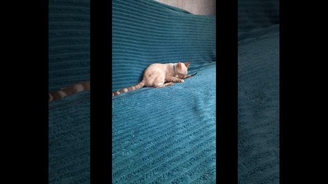 Снежный бенгальский котенок мальчик, 3 месяца смотреть онлайн