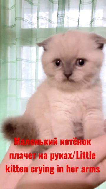 Little kitten crying in her arms/ Маленький котёнок плачет на руках смотреть онлайн