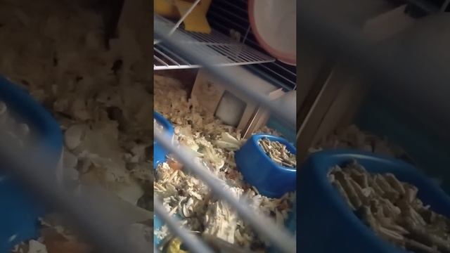 Смешные хомяки. Хомячки в гамаке. Ленивец и Чернышка лучшие друзья. Жизнь хомяков. 🐹