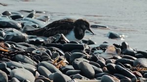 Куличок камнешарка на Суджукской косе в Новороссийске