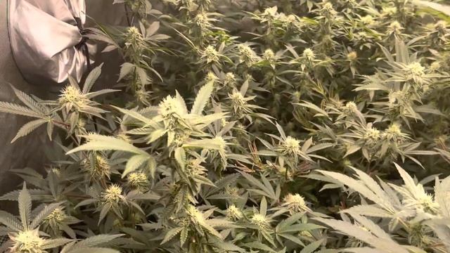 General hydroponics pH up & Down vs. Organic pH solution, plus more ￼ (￼S6Ep.6).￼