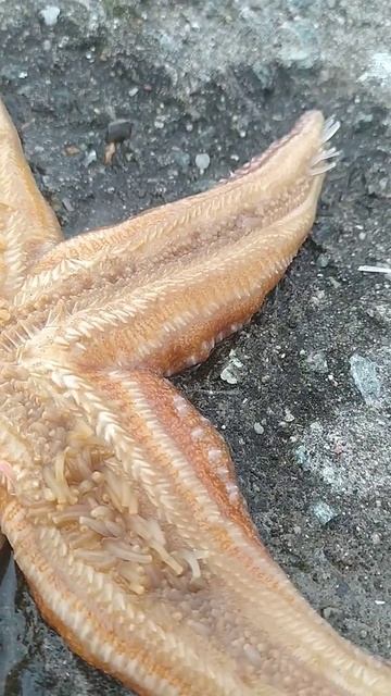 #кто проживает на дне океана? ☕ смотреть онлайн