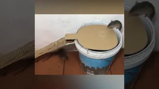 Легкий способ поймать мышей или крыс смотреть онлайн