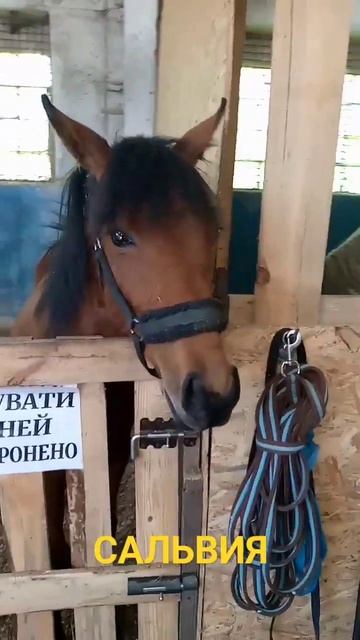 ЛОШАДЬ САЛЬВИЯ. ЛЕТО 2023.#лошади#кони#лошадь#конячки#лошадки#конь#волшебницакатюша# смотреть онлайн