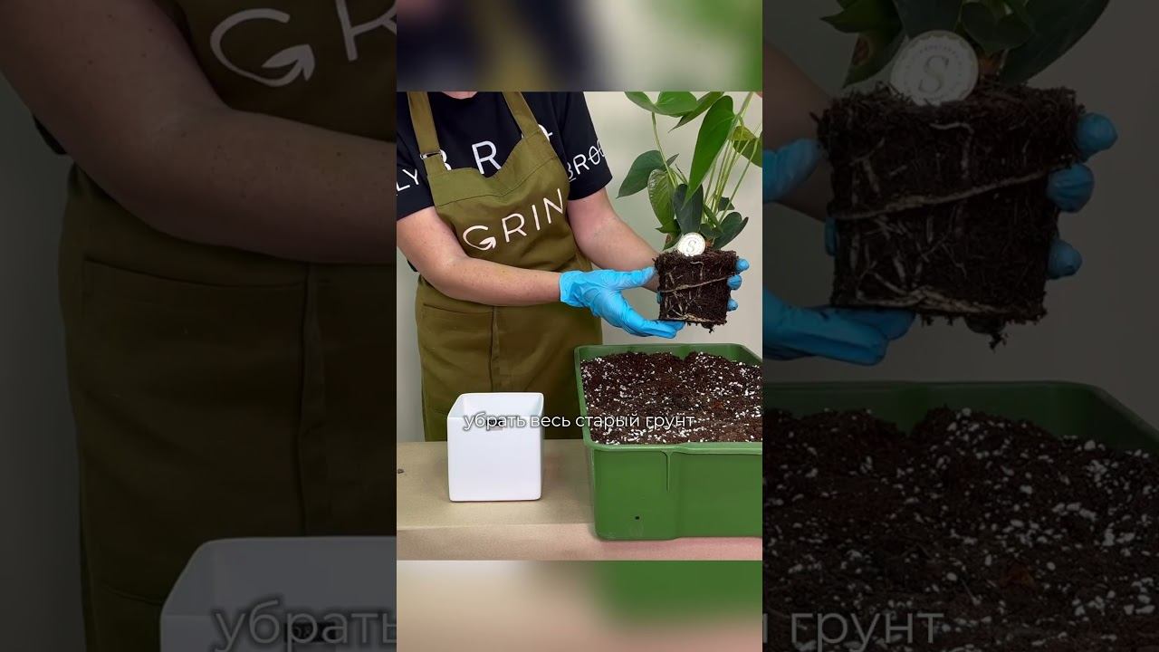 ПЕРЕСАДКА АНТУРИУМА