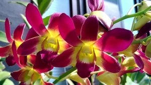 Jadul Tapi Mempesona Dendrobium Aridang x Burana Sundae