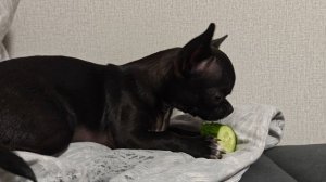 Две Чихуа-хуахи всë его кушают.mp4