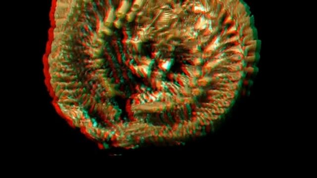 MicroCT scan of polychaete worm (3D) смотреть онлайн