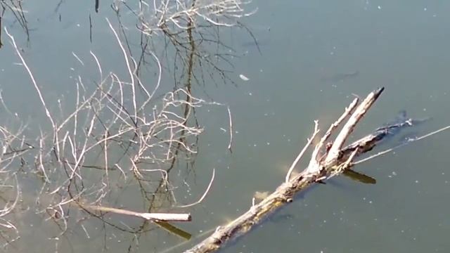 Пруд для рыбы.Потеплело рибка зашевелилась. смотреть онлайн