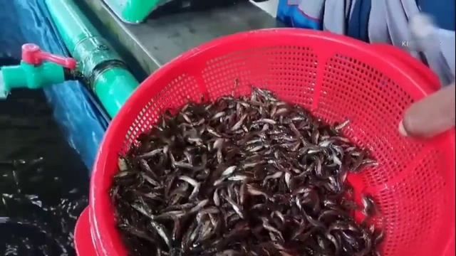 গুলশা মাছ চাষে লাব বেশি।গুলশা মাছের পোনা গুলসা মাছ চাষ পদ্ধতি। Tengra fish. смотреть онлайн