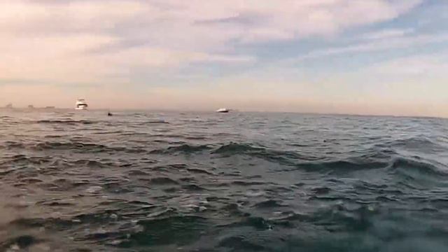 Spearfishing Sailfish смотреть онлайн