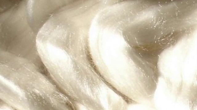 Silkworm races