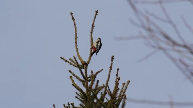 Пение дятла смотреть онлайн