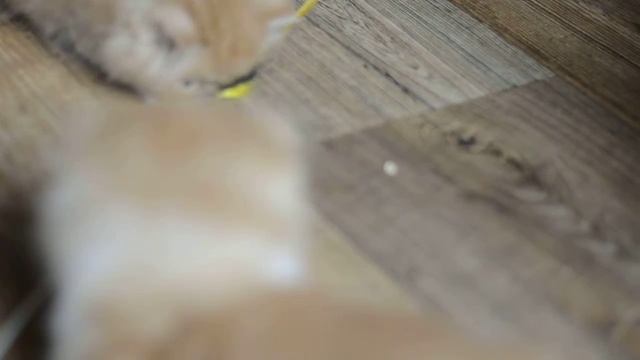 DSC0223 смотреть онлайн