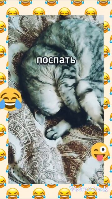 😂Мне надо поесть и поспать🤣I need to eat and sleep😅Мен тамақтанып, ұйықтауым керек смотреть онлайн