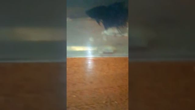 Маленькие утята мускусной утки смотреть онлайн